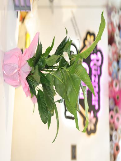 buyuk-spathiphyllum
